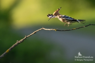 Hoopoe / ©Sergey Panayotov